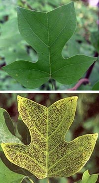 effects of ozone on leaf