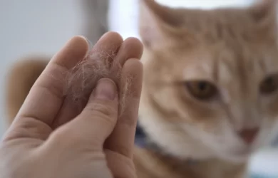 get rid of pet hair using air purifiers
