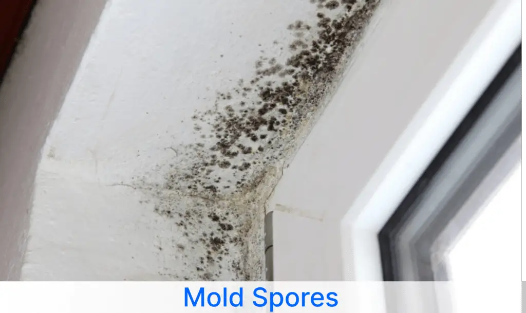 Mold spore Image Ionizerhub
Hepa Filter Remove Mold Spores