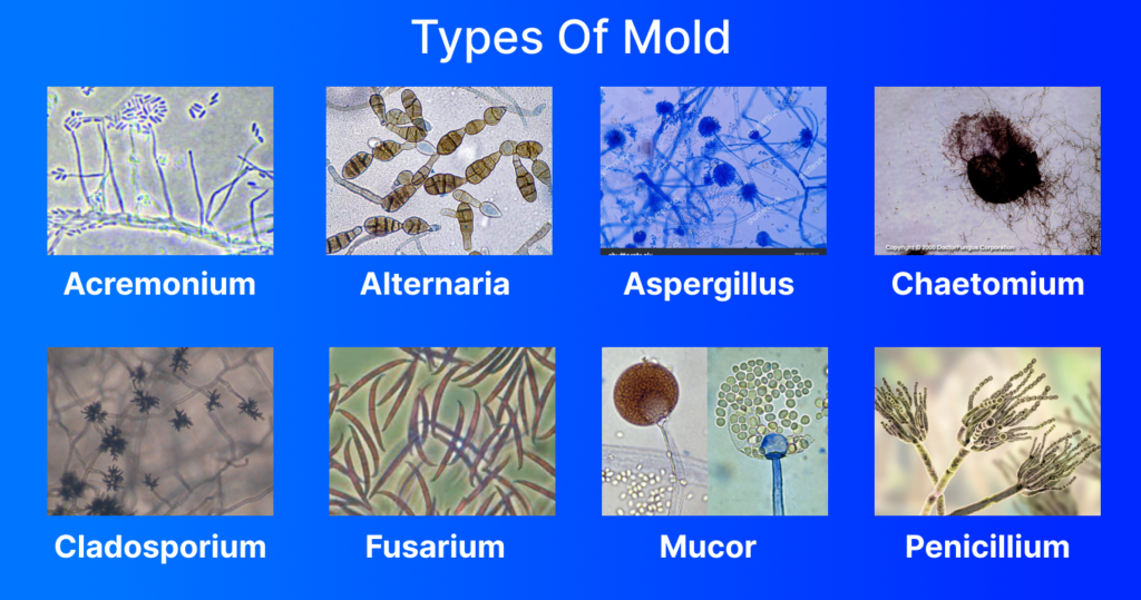 Types of Mold
for Hepa Filter Remove Mold Spores